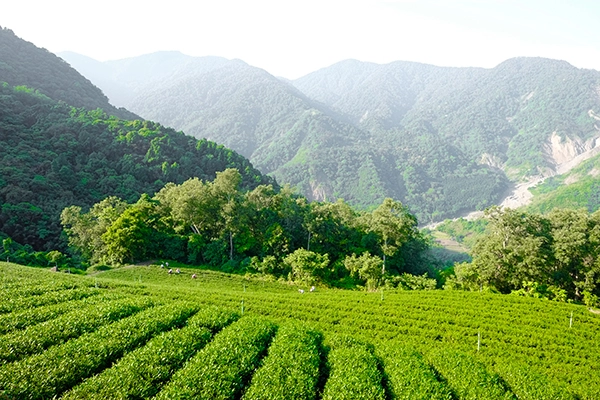 ALISHAN (1,400m) tea terraces - Oolong Tea