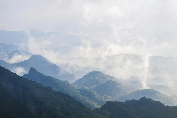 SHAN LIN XI (1,600m) - Oolong Tea