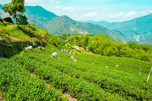 Radical Provenance - Haze & Heights